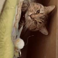 Scottish Fold, Kedi  Lina Scottish Fold tekir kırması fotoğrafı