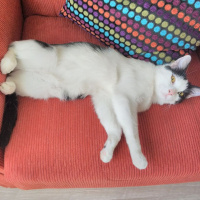 Tekir Kedi, Kedi  Maske fotoğrafı