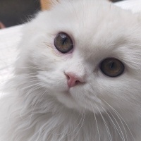 British Longhair, Kedi  Mia fotoğrafı