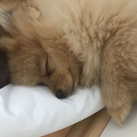 Pomeranyalı, Köpek  Bıcıroo fotoğrafı