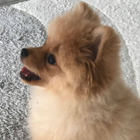 Pomeranyalı, Köpek  Bıcıroo fotoğrafı
