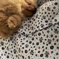 Pomeranyalı, Köpek  Bıcıroo fotoğrafı