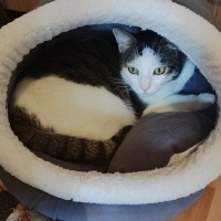 Tekir Kedi, Kedi  Can fotoğrafı