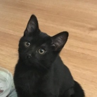 Siyam Kedisi, Kedi  Mutlu fotoğrafı