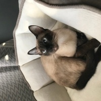 Siyam Kedisi, Kedi  Mutlu fotoğrafı