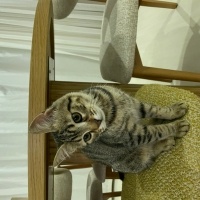 Tekir Kedi, Kedi  Kül fotoğrafı