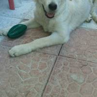 Golden Retriever, Köpek  golden- fotoğrafı