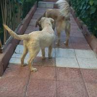 Golden Retriever, Köpek  golden- fotoğrafı