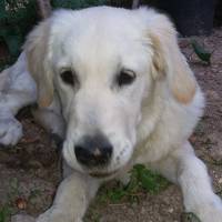 Golden Retriever, Köpek  golden- fotoğrafı