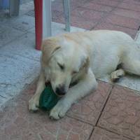 Golden Retriever, Köpek  golden- fotoğrafı