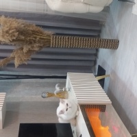 British Shorthair, Kedi  Yumak fotoğrafı