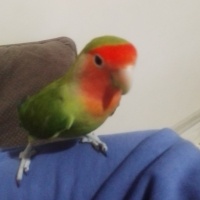 Papağan, Kuş  Yaprak fotoğrafı