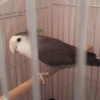 Papağan, Kuş  Yaprak fotoğrafı