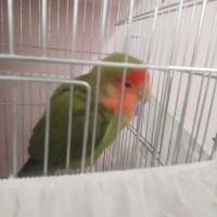 Papağan, Kuş  Yaprak fotoğrafı