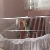 Papağan, Kuş  Yaprak fotoğrafı