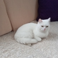 British Shorthair, Kedi  Karsu fotoğrafı