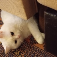 British Shorthair, Kedi  Karsu fotoğrafı