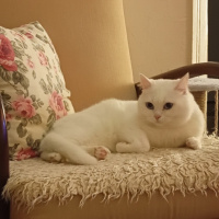 British Shorthair, Kedi  Karsu fotoğrafı