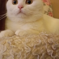 British Shorthair, Kedi  Karsu fotoğrafı
