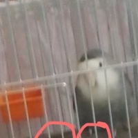 Papağan, Kuş  Duman fotoğrafı