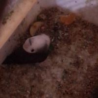 Papağan, Kuş  Duman fotoğrafı