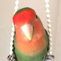 Papağan, Kuş  Sultan fotoğrafı