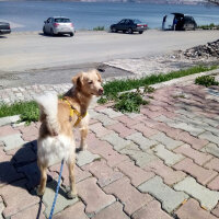 Russian Spaniel, Köpek  Cesur fotoğrafı