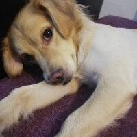 Russian Spaniel, Köpek  Cesur fotoğrafı