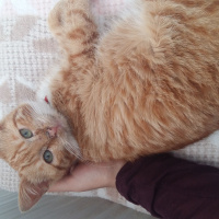 Tekir Kedi, Kedi  Şila fotoğrafı