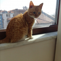 Tekir Kedi, Kedi  Şila fotoğrafı