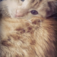 Tekir Kedi, Kedi  Şila fotoğrafı