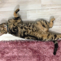 Tekir Kedi, Kedi  Behlül  fotoğrafı