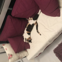 American Shorthair, Kedi  Caty fotoğrafı