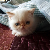 Exotic Shorthair, Kedi  Vanilya fotoğrafı