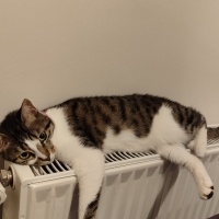 Tekir Kedi, Kedi  Badem fotoğrafı