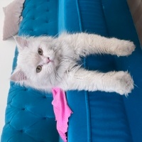 İran Kedisi (Persian), Kedi  Efe fotoğrafı