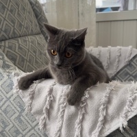 British Shorthair, Kedi  Luna fotoğrafı
