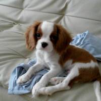 Cavalier King Charles Spanieli, Köpek  Romeo fotoğrafı