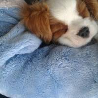 Cavalier King Charles Spanieli, Köpek  Romeo fotoğrafı