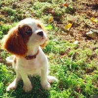 Cavalier King Charles Spanieli, Köpek  Romeo fotoğrafı