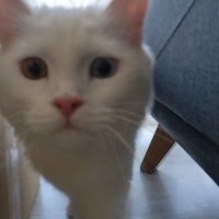 Ankara Kedisi, Kedi  İva fotoğrafı