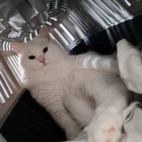 Ankara Kedisi, Kedi  İva fotoğrafı