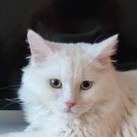 Ankara Kedisi, Kedi  İva fotoğrafı