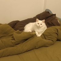 Ankara Kedisi, Kedi  İva fotoğrafı