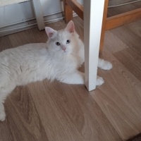 Ankara Kedisi, Kedi  İva fotoğrafı