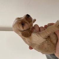 İngiliz Cocker Spaniel, Köpek  Ponçik fotoğrafı