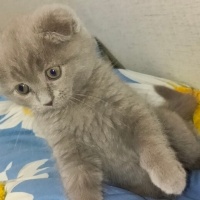 Scottish Fold, Kedi  Neo fotoğrafı