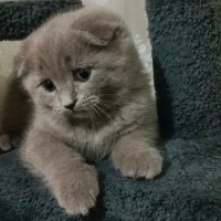 Scottish Fold, Kedi  Neo fotoğrafı