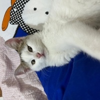 Tekir Kedi, Kedi  Badem Mantar Bombo fotoğrafı