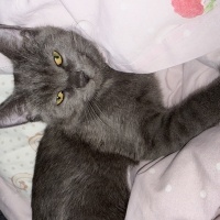 British Shorthair, Kedi  Behlül fotoğrafı